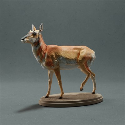 Pronghorn Female AN01-ADM06-02 - фото 25121