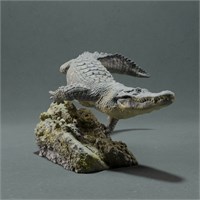 American Alligator swim AN01-ADM01-02