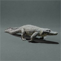 American Alligator walk AN01-ADM01-03