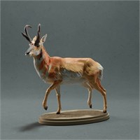 Pronghorn Male AN01-ADM06-03