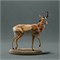 Pronghorn Male AN01-ADM06-03