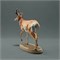 Pronghorn Male AN01-ADM06-03
